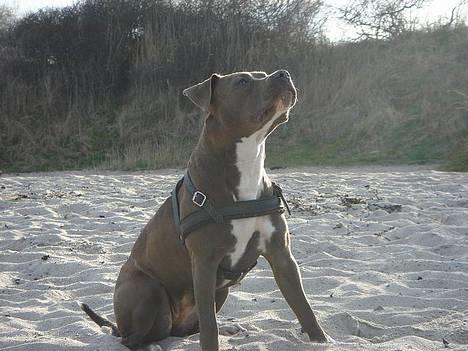 Amerikansk staffordshire terrier Zindi billede 14