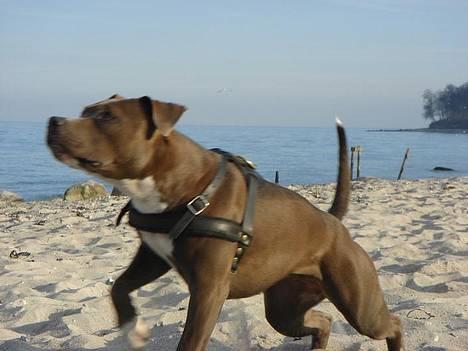 Amerikansk staffordshire terrier Zindi billede 15