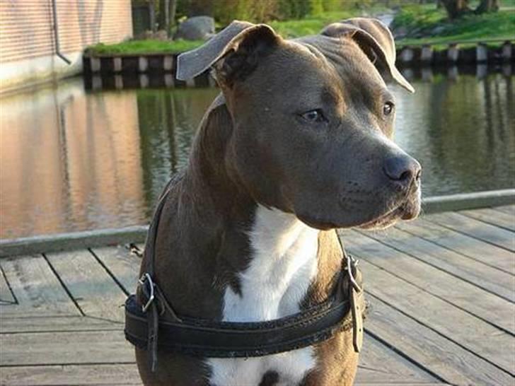 Amerikansk staffordshire terrier Zindi billede 16