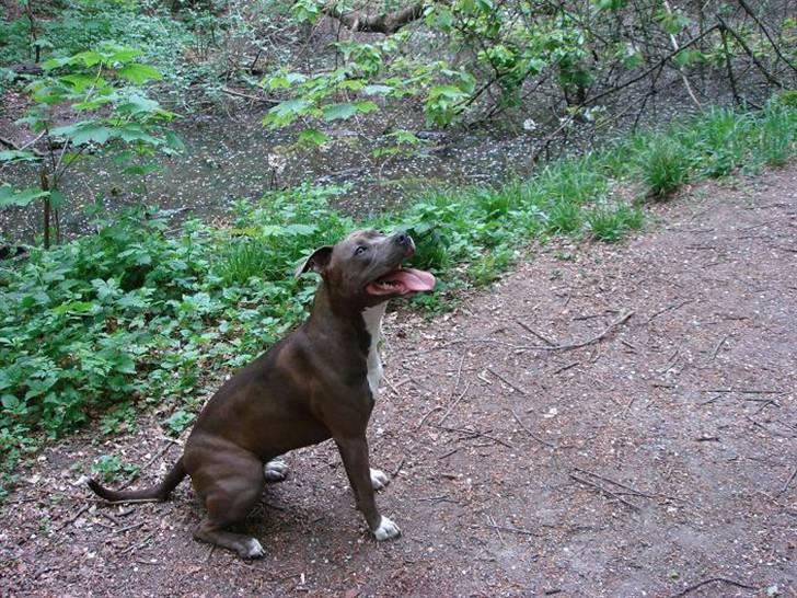 Amerikansk staffordshire terrier Zindi billede 17