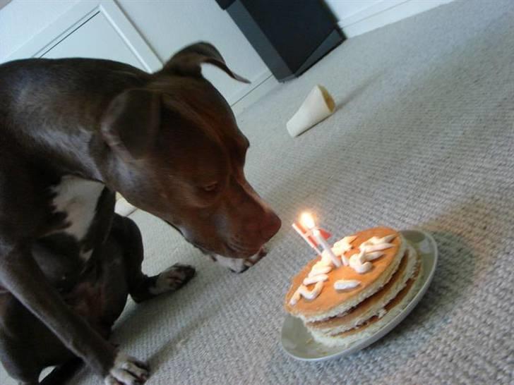 Amerikansk staffordshire terrier Zindi billede 18