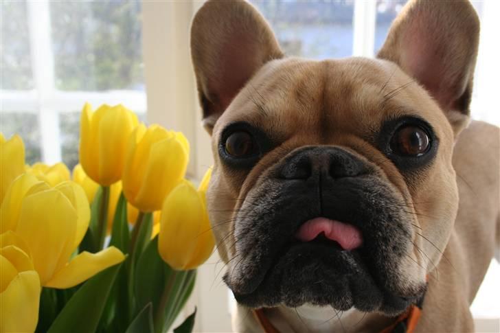 Fransk bulldog Laura - smukke Laura billede 1