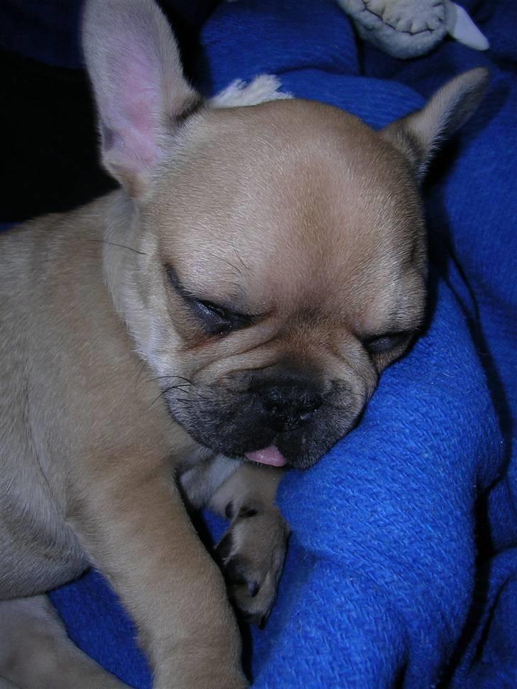 Fransk bulldog Laura - en træt lille hundesnude billede 2