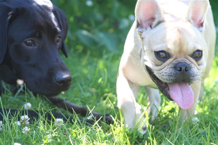 Fransk bulldog Laura - på hundetræf billede 3