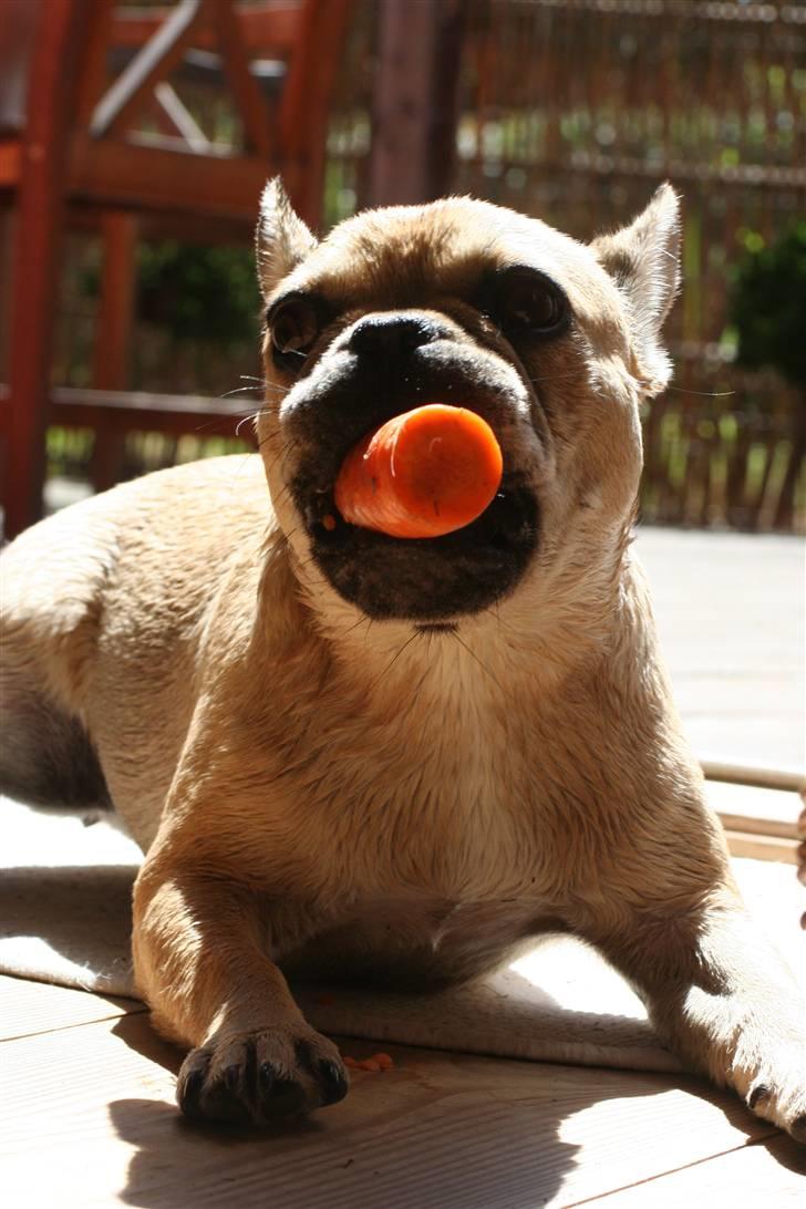 Fransk bulldog Laura billede 4