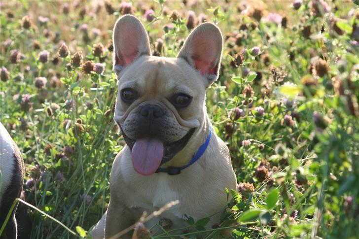 Fransk bulldog Laura billede 5