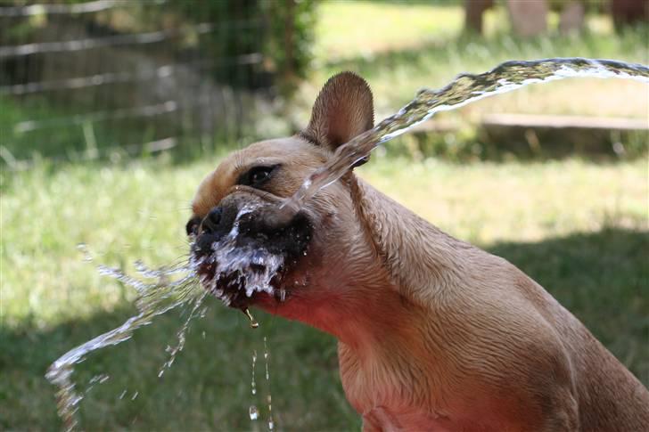 Fransk bulldog Laura billede 6