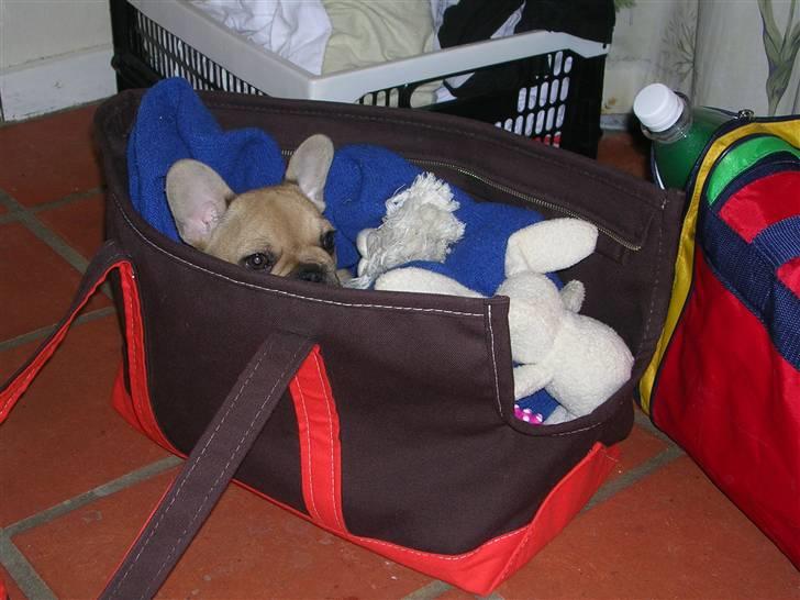 Fransk bulldog Laura billede 7