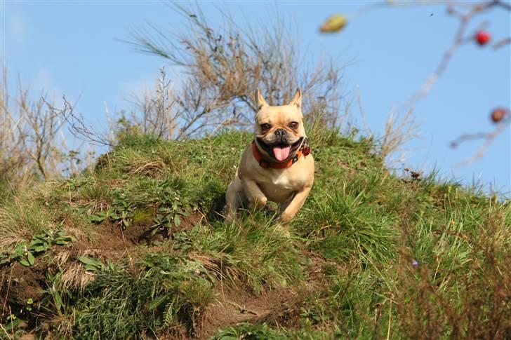 Fransk bulldog Laura billede 8