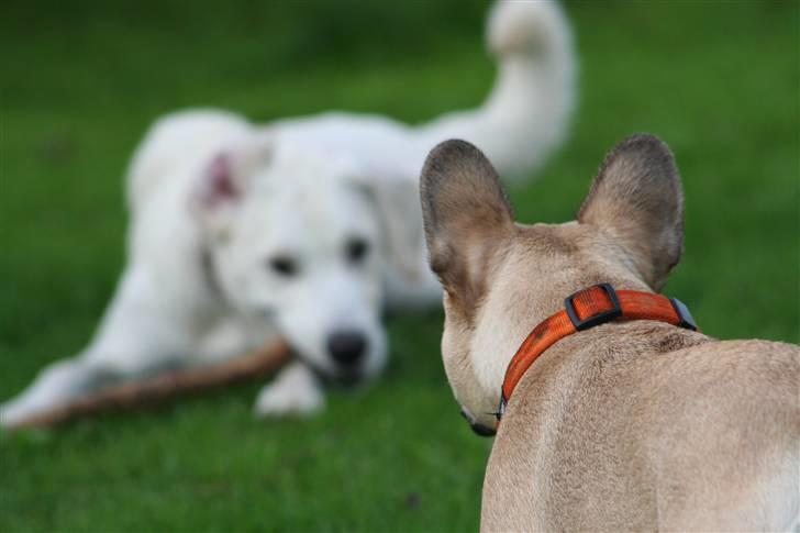 Fransk bulldog Laura - på jagt ude i haven billede 9