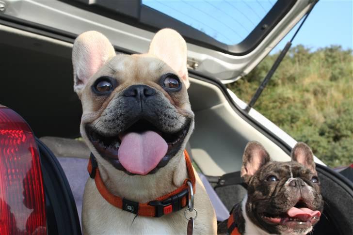 Fransk bulldog Laura billede 10