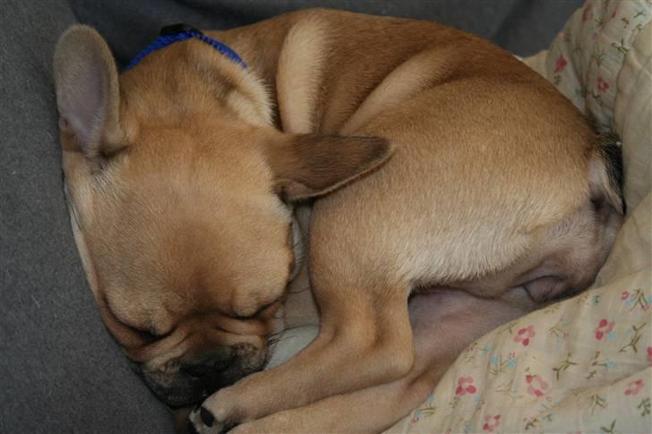 Fransk bulldog Laura billede 11