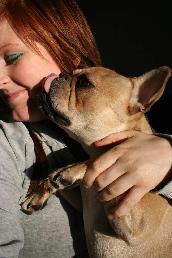 Fransk bulldog Laura billede 12