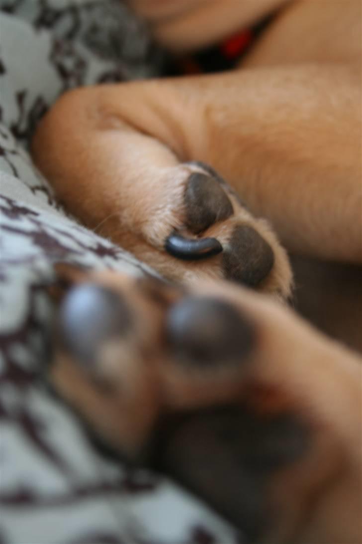 Fransk bulldog Laura billede 13