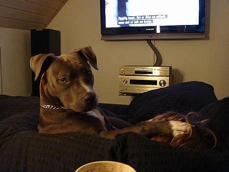 Amerikansk staffordshire terrier Zindi billede 19