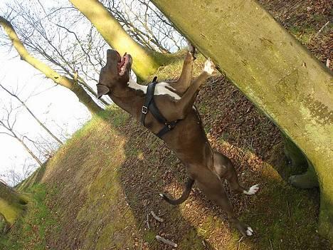 Amerikansk staffordshire terrier Zindi billede 20