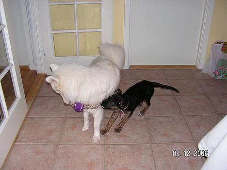 Samojedhund Igglo - her slås jeg med min ven Soffi, men hun er bare en lille hyleunge når hun ikke får sin vilje!    en rigtig forkælet lille pige :-) billede 5