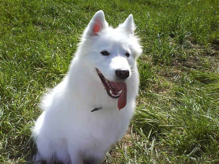 Samojedhund Igglo billede 6