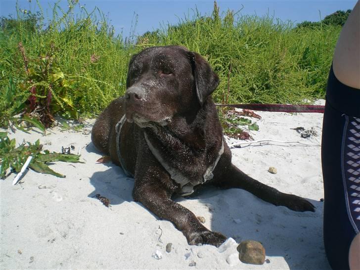Labrador retriever Nougat - Lille søde Nougat ved stranden, da vi var i sommerhus(: billede 1