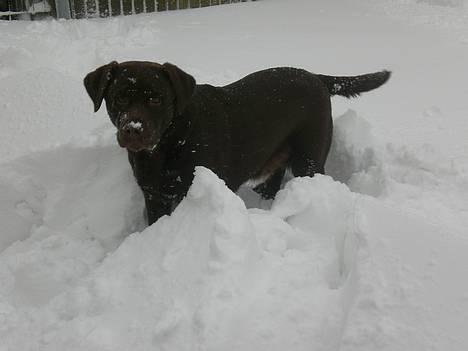 Labrador retriever Nougat - Nougat i sneen<3 billede 2