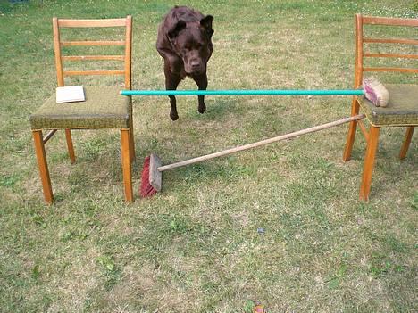 Labrador retriever Nougat - Hopla... billede 3