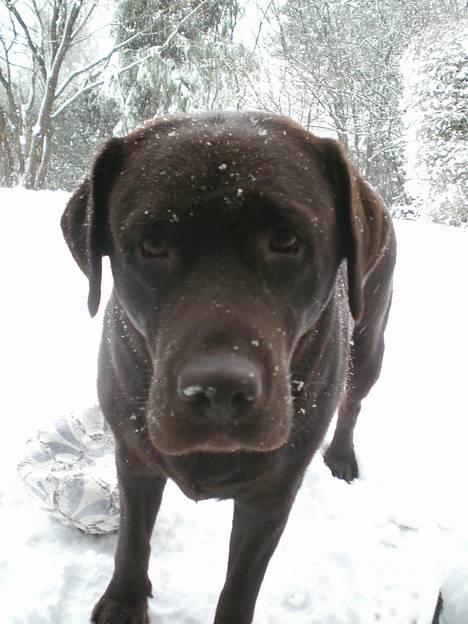 Labrador retriever Nougat - Søde Nougat i sneen:-D billede 4