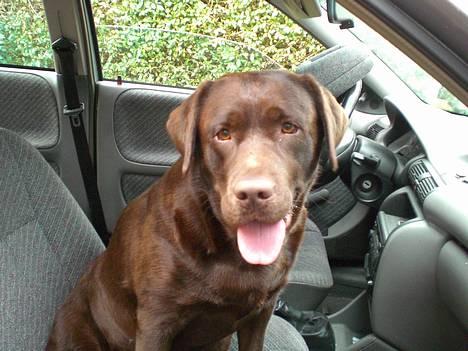 Labrador retriever Nougat - Vil du med ud og køre en tur?? billede 5