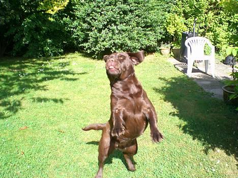 Labrador retriever Nougat - Hejsa billede 6