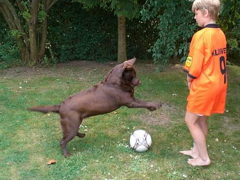 Labrador retriever Nougat - MÅL!!! billede 7