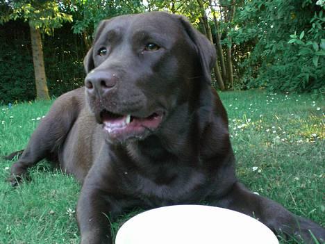 Labrador retriever Nougat - Nougat ligger altid ned når hun drikker!!! billede 8