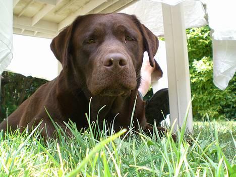 Labrador retriever Nougat - Bare tab noget.. jeg er klar! billede 9