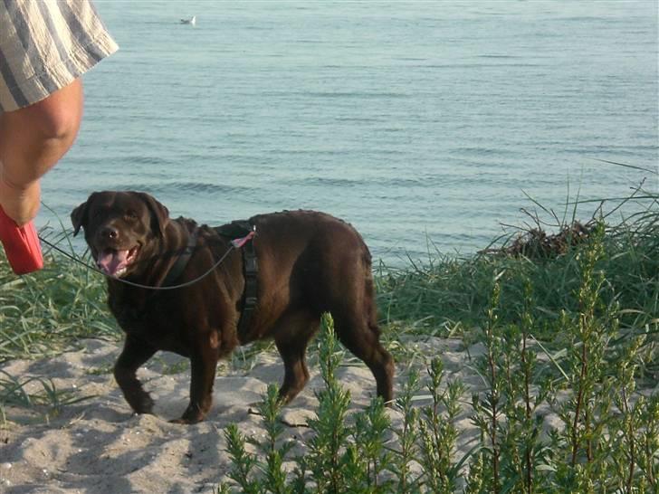 Labrador retriever Nougat - Nogat i sommerhus ved vandet:) billede 10