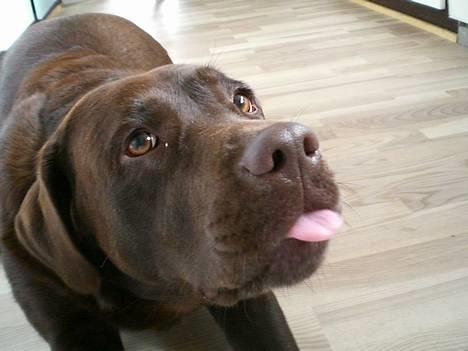 Labrador retriever Nougat - haha.. jeg er rigtig fræk nu:-P billede 11