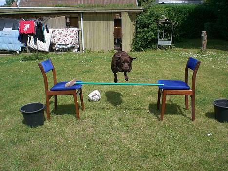 Labrador retriever Nougat - Jeg kan, når jeg vil!! billede 12