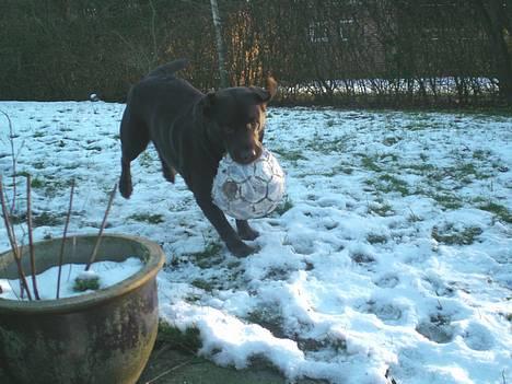 Labrador retriever Nougat - Snehunden billede 14