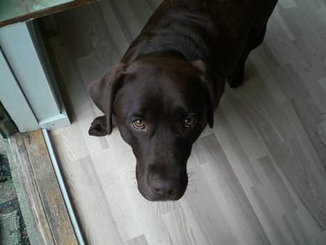 Labrador retriever Nougat - Hej hej billede 13