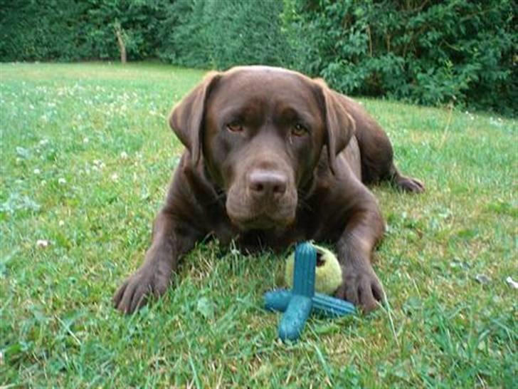 Labrador retriever Nougat - Søde Nougat i haven, med lidt legetøj<3<3<3 billede 15