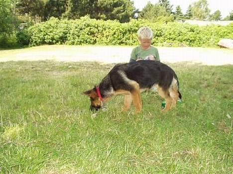 Schæferhund  Schila   billede 13