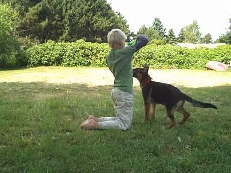 Schæferhund  Schila   billede 14