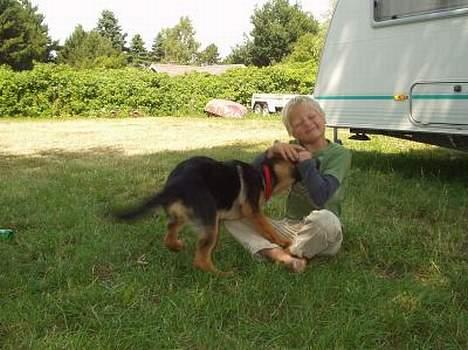 Schæferhund  Schila   billede 15