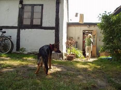 Schæferhund  Schila   billede 16