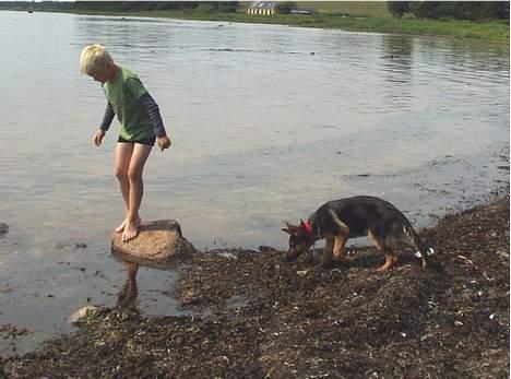 Schæferhund  Schila   billede 17