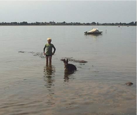 Schæferhund  Schila   billede 18