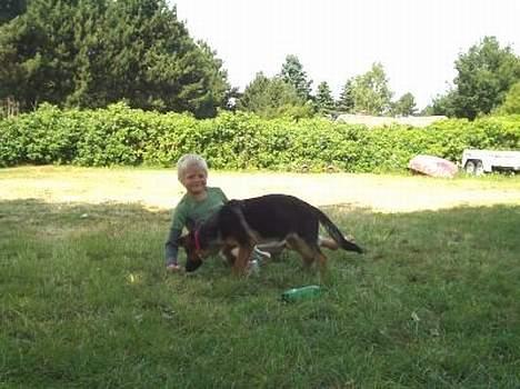 Schæferhund  Schila   billede 19