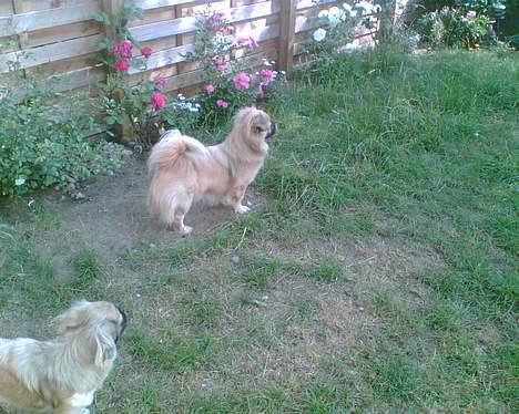 Tibetansk spaniel Coco - Hvad er det mon far har fået øje på?? billede 5
