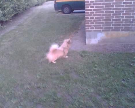 Tibetansk spaniel Coco - Skal lige skrabe lidt græs op, efter endt tissetår. billede 6