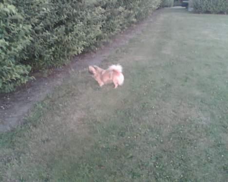 Tibetansk spaniel Coco - Hvad mon der er derinde? billede 7