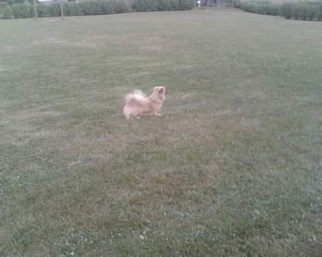 Tibetansk spaniel Coco - Jeg gør mig lige fin til fotografering billede 9