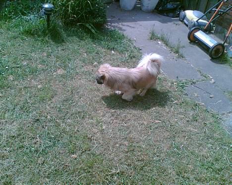 Tibetansk spaniel Coco - Jeg tror lige jeg tager mig en lur. billede 10