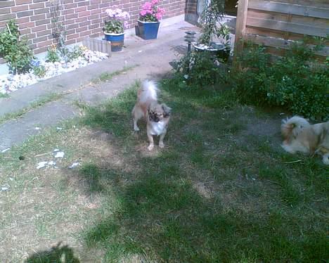 Tibetansk spaniel Kico - Jeg holder lige udkig, medens far kigger den anden vej billede 7